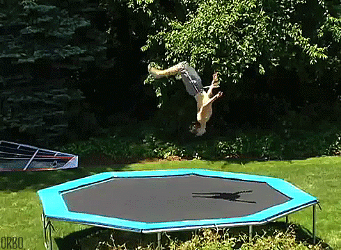 trampoline-flipping